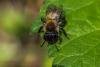 Andrena synadelpha